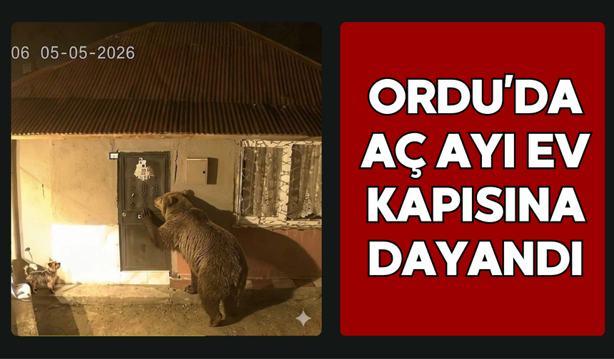 Ordu’da Aç Ayı Ev Kapısına Dayandı