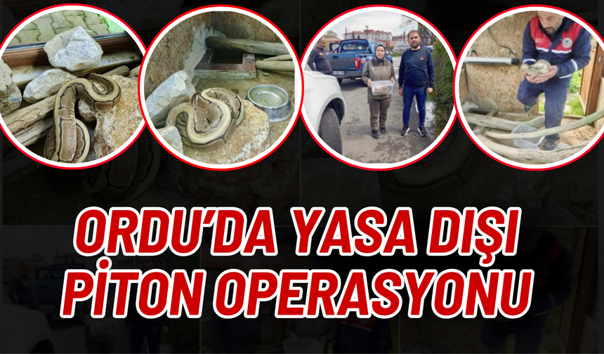 Ordu’da Yasa Dışı Piton Operasyonu