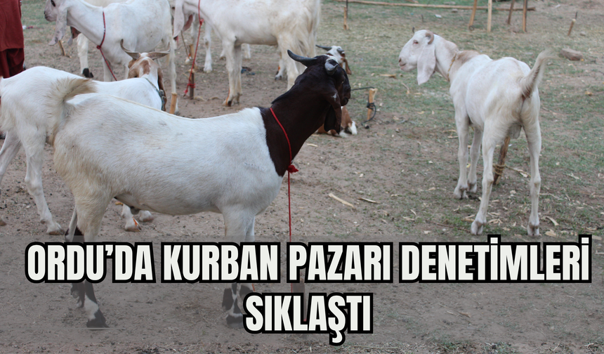 Ordu’da Kurban Pazarı Denetimleri Sıklaştı