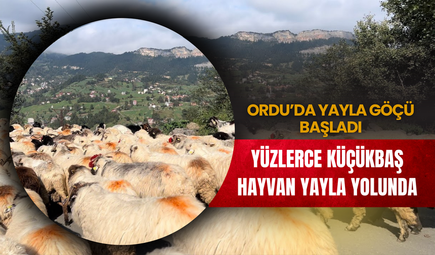 Ordu’da Yayla Göçü Başladı: Yüzlerce Küçükbaş Hayvan Yayla Yolunda