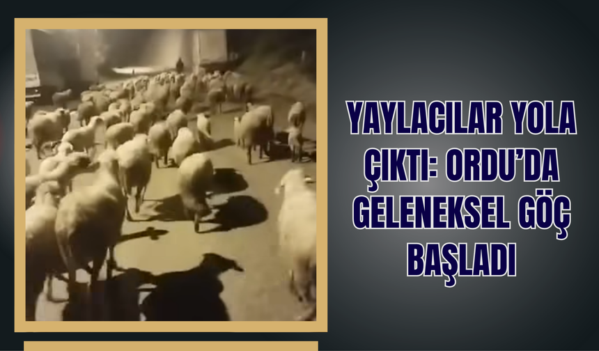 Yaylacılar Yola Çıktı: Ordu’da Geleneksel Göç Başladı