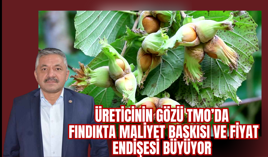 Üreticinin Gözü TMO’da: Fındıkta Maliyet Baskısı ve Fiyat Endişesi Büyüyor