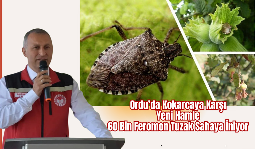 Ordu’da Kokarcaya Karşı Yeni Hamle: 60 Bin Feromon Tuzak Sahaya İniyor