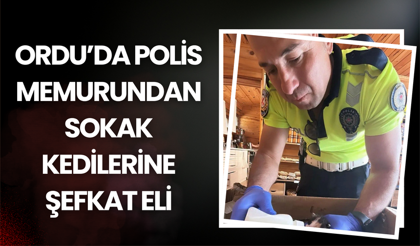 Ordu’da Polis Memurundan Sokak Kedilerine Şefkat Eli