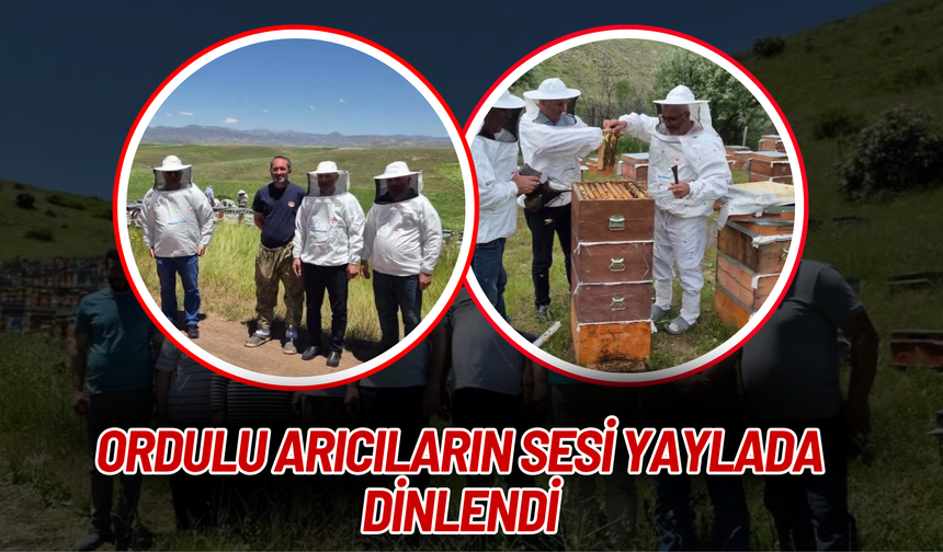 Ordulu Arıcıların Sesi Yaylada Dinlendi