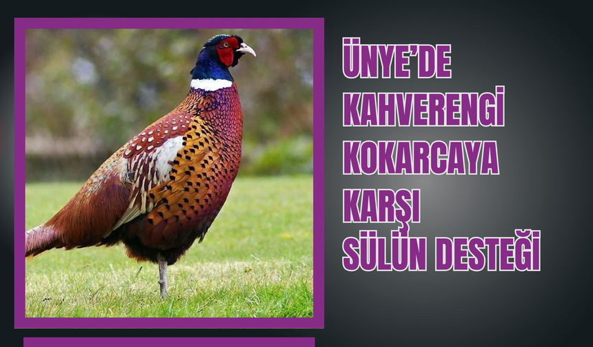 Ünye’de Kahverengi Kokarcaya Karşı Sülün Desteği