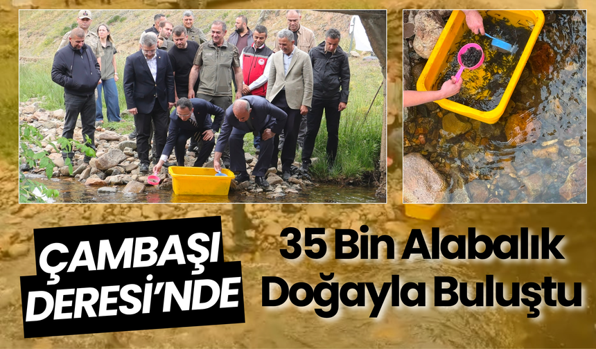 Çambaşı Deresi’nde 35 Bin Alabalık Doğayla Buluştu