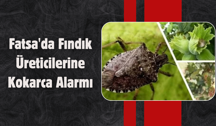 Fatsa'da Fındık Üreticilerine Kokarca Alarmı: Hasada Kadar Kontroller Sürmeli