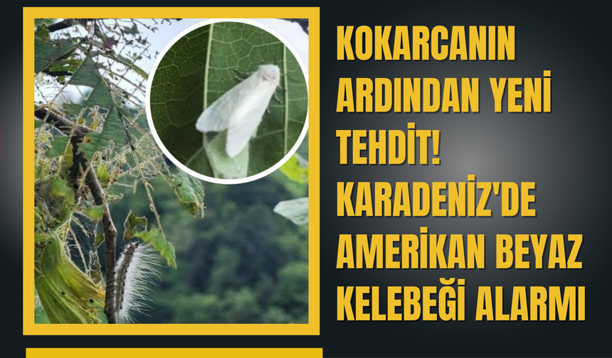 Kokarcanın Ardından Yeni Tehdit! Karadeniz'de Amerikan Beyaz Kelebeği Alarmı