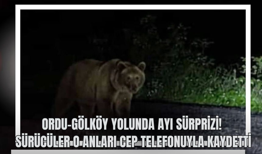 Ordu-Gölköy Yolunda Ayı Sürprizi! Sürücüler O Anları Cep Telefonuyla Kaydetti