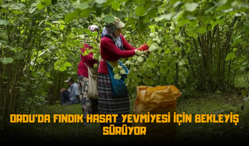 Ordu'da Fındık Hasat Yevmiyesi İçin Bekleyiş Sürüyor