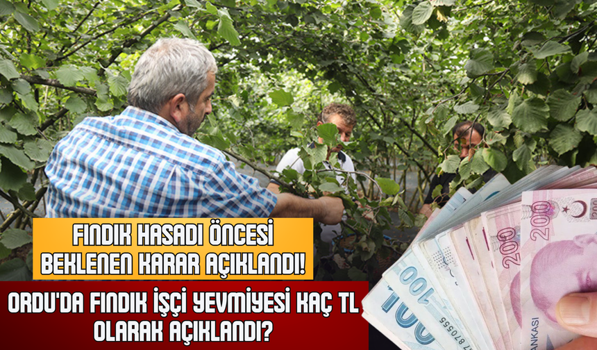 Ordu'da Fındık İşçi Yevmiyesi Kaç TL Olarak Açıklandı?