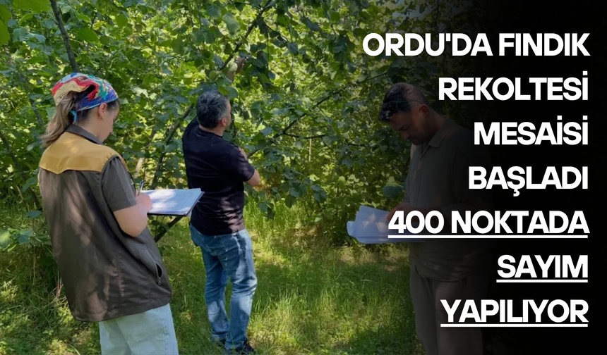 Ordu'da Fındık Rekoltesi Mesaisi Başladı: 400 Noktada Sayım Yapılıyor