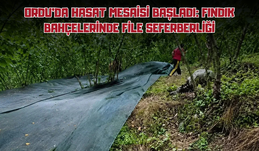 Ordu'da Hasat Mesaisi Başladı: Fındık Bahçelerinde File Seferberliği