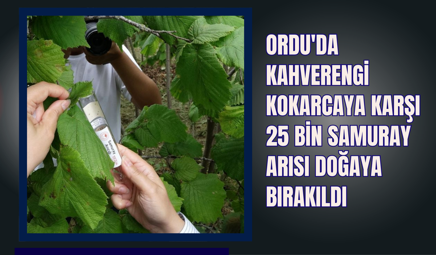 Ordu'da Kahverengi Kokarcaya Karşı 25 Bin Samuray Arısı Doğaya Bırakıldı