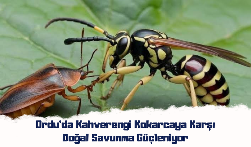Ordu’da Kahverengi Kokarcaya Karşı Doğal Savunma Güçleniyor