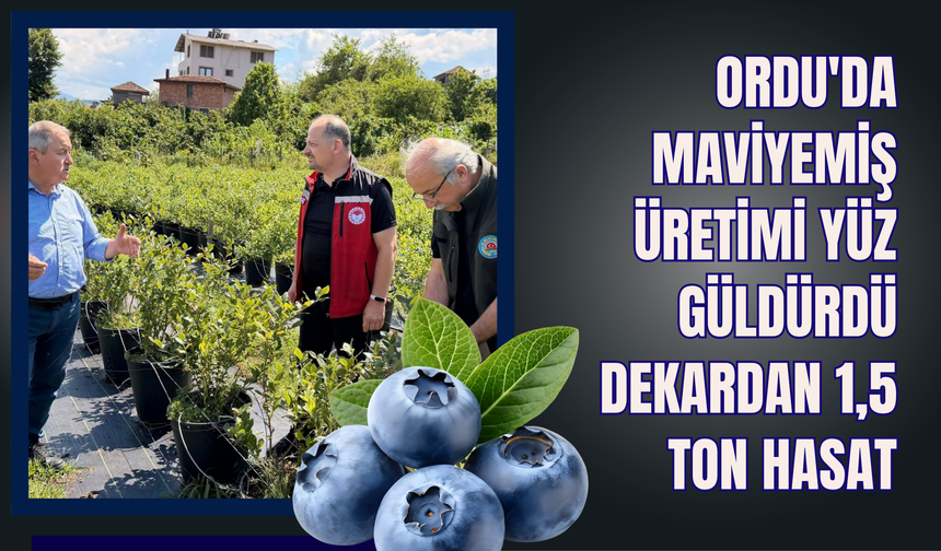 Ordu'da Maviyemiş Üretimi Yüz Güldürdü: Dekardan 1,5 Ton Hasat