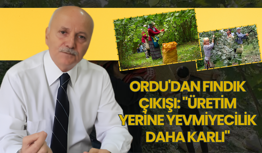 Ordu'dan Fındık Çıkışı: "Üretim Yerine Yevmiyecilik Daha Karlı"