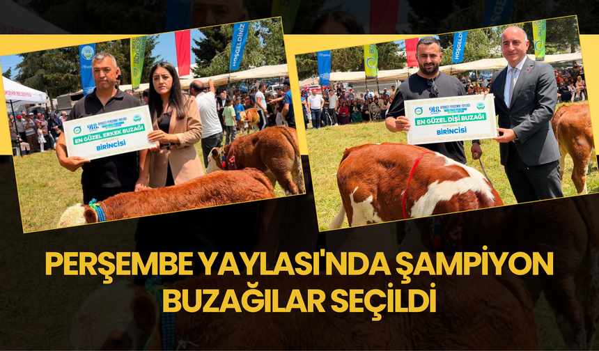 Perşembe Yaylası'nda Şampiyon Buzağılar Seçildi