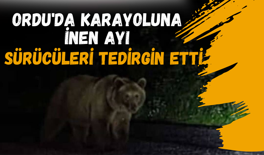 Ordu'da Karayoluna İnen Ayı Sürücüleri Tedirgin Etti