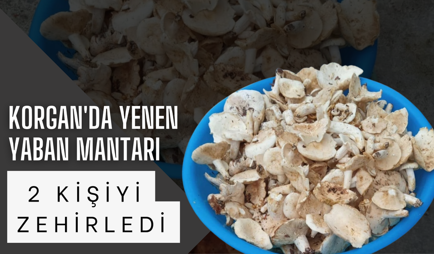 Korgan'da Yenen Yaban Mantarı 2 Kişiyi Zehirledi
