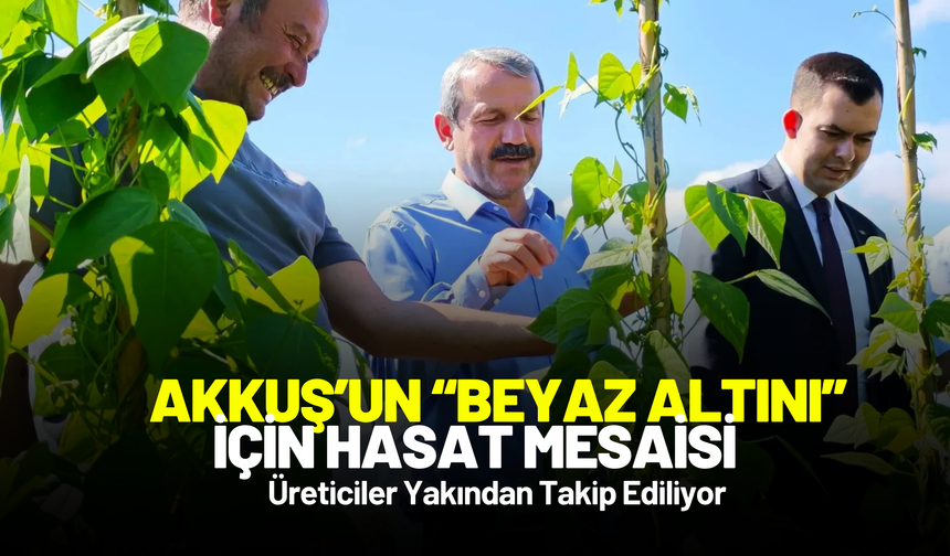 Akkuş’un “Beyaz Altını” İçin Hasat Mesaisi: Üreticiler Yakından Takip Ediliyor