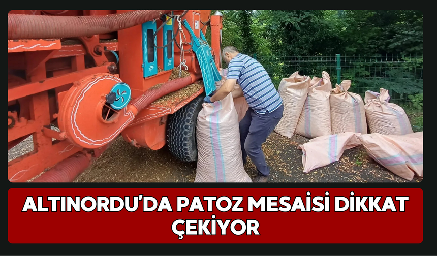 Altınordu’da Patoz Mesaisi Dikkat Çekiyor