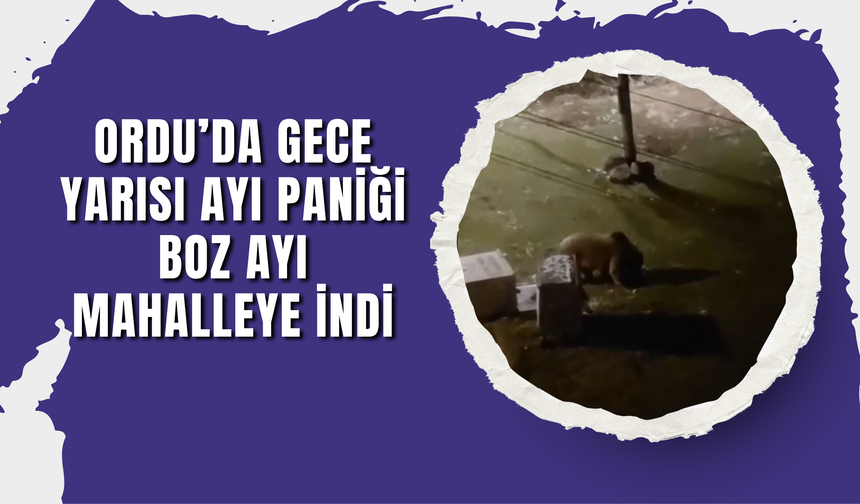Ordu’da Gece Yarısı Ayı Paniği
