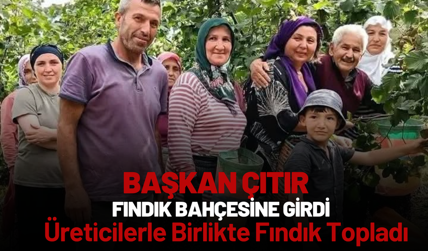 Başkan Çıtır Fındık Bahçesine Girdi: Üreticilerle Birlikte Fındık Topladı