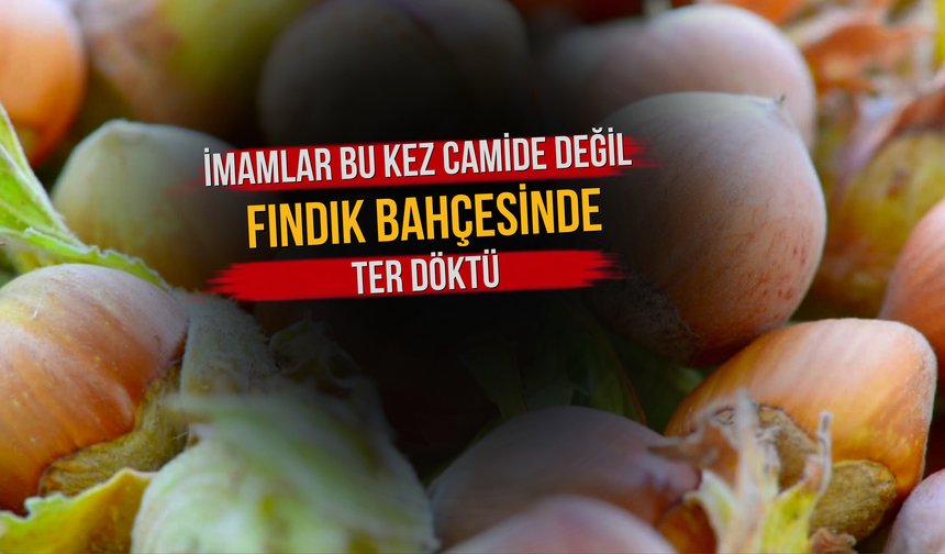 İmamlar Bu Kez Camide Değil, Fındık Bahçesinde Ter Döktü