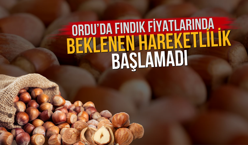 Ordu’da Fındık Fiyatlarında Beklenen Hareketlilik Başlamadı