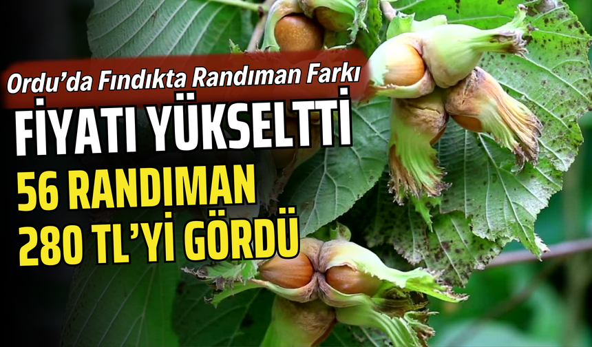 Ordu’da Fındıkta Randıman Farkı Fiyatı Yükseltti: 56 Randıman 280 TL’yi Gördü