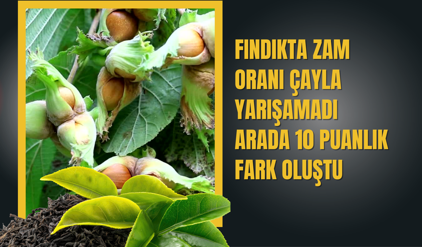 Fındıkta Zam Oranı Çayla Yarışamadı: Arada 10 Puanlık Fark Oluştu