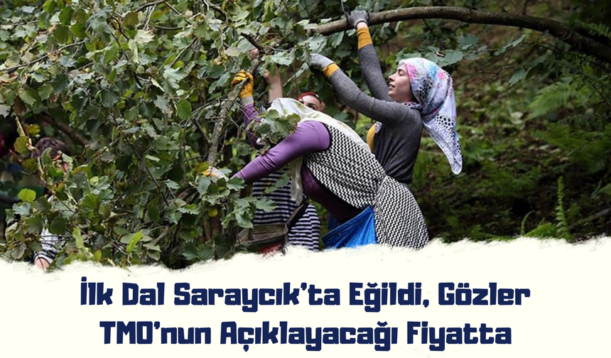 İlk Dal Saraycık’ta Eğildi, Gözler TMO’nun Açıklayacağı Fiyatta