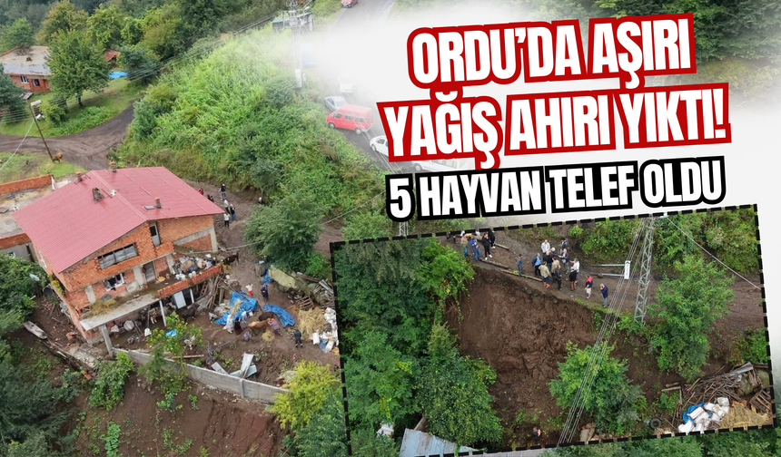Ordu’da Aşırı Yağış Ahırı Yıktı! 5 Hayvan Telef Oldu