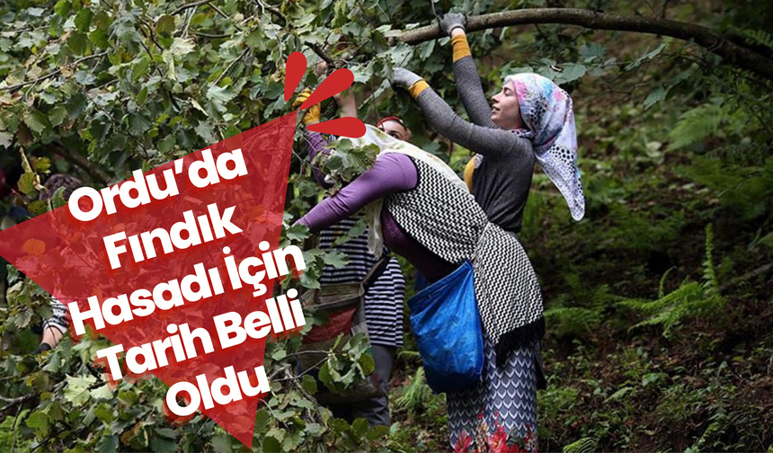 Ordu’da Fındık Hasadı İçin Tarih Belli Oldu