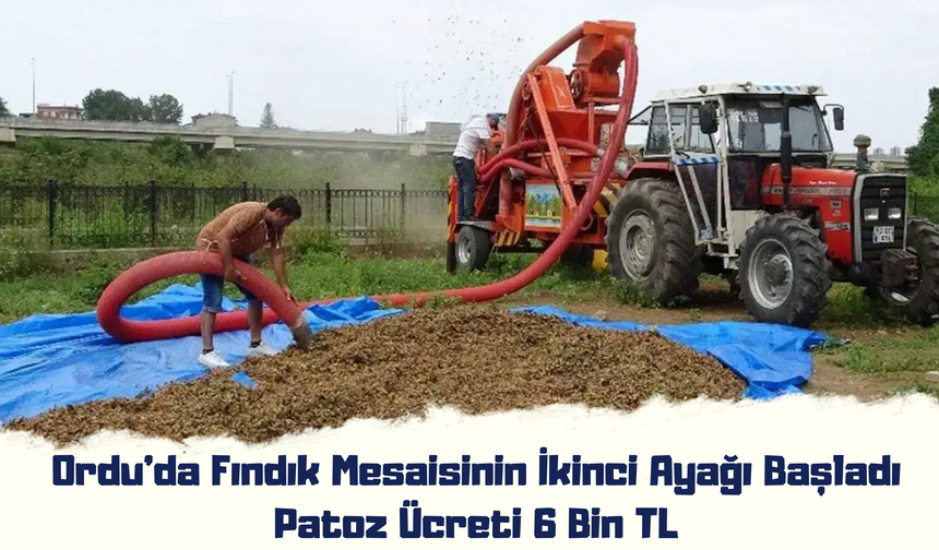 Ordu’da Fındık Mesaisinin İkinci Ayağı Başladı: Patoz Ücreti 6 Bin TL