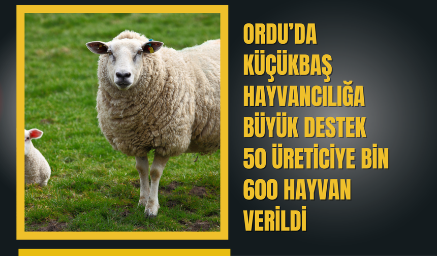 Ordu’da Küçükbaş Hayvancılığa Büyük Destek: 50 Üreticiye Bin 600 Hayvan Verildi