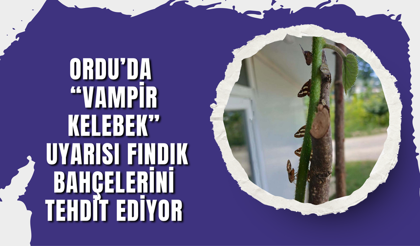 Ordu’da “Vampir Kelebek” Uyarısı: Fındık Bahçelerini Tehdit Ediyor