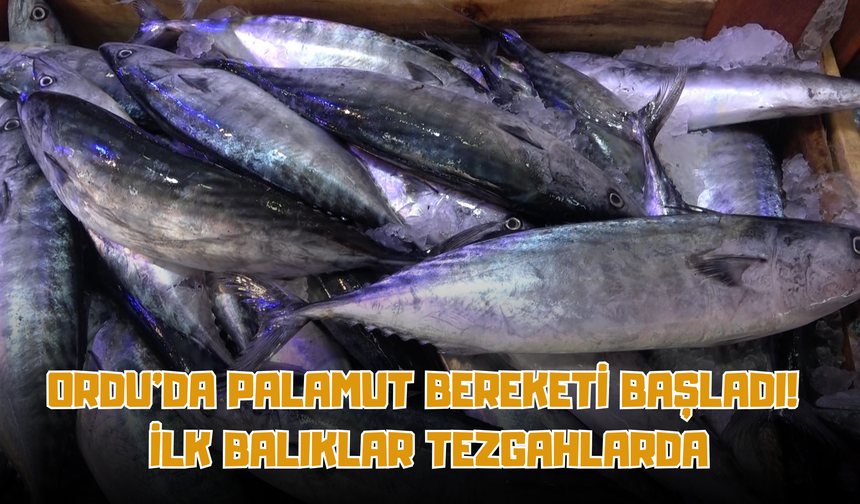 Ordu’da Palamut Bereketi Başladı! İlk Balıklar Tezgahlarda