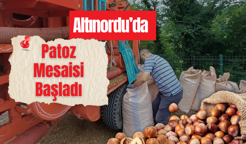 Altınordu’da Patoz Mesaisi Başladı
