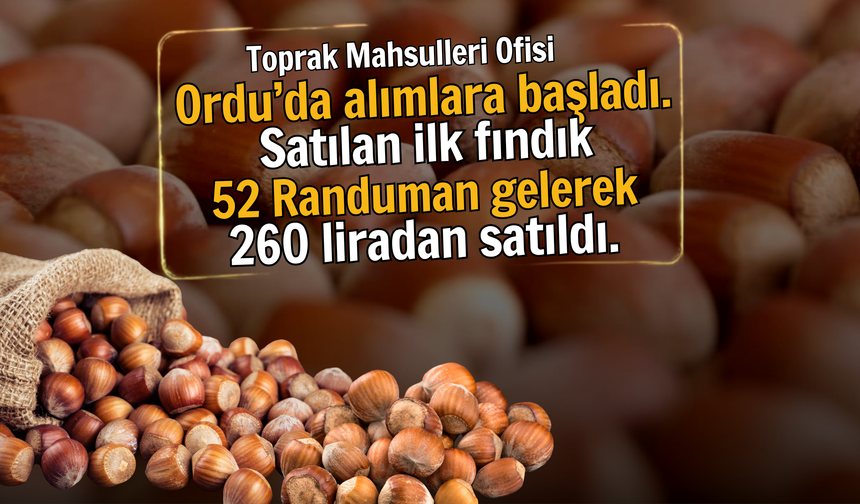 TMO Ordu’da Fındık Alımına Başladı: İlk Ürün 52 Randımanla 260 TL