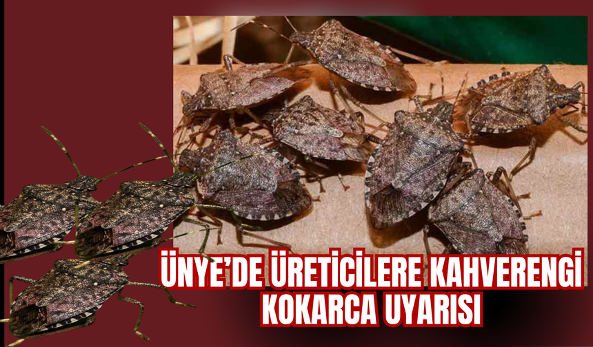 Ünye’de Üreticilere Kahverengi Kokarca Uyarısı