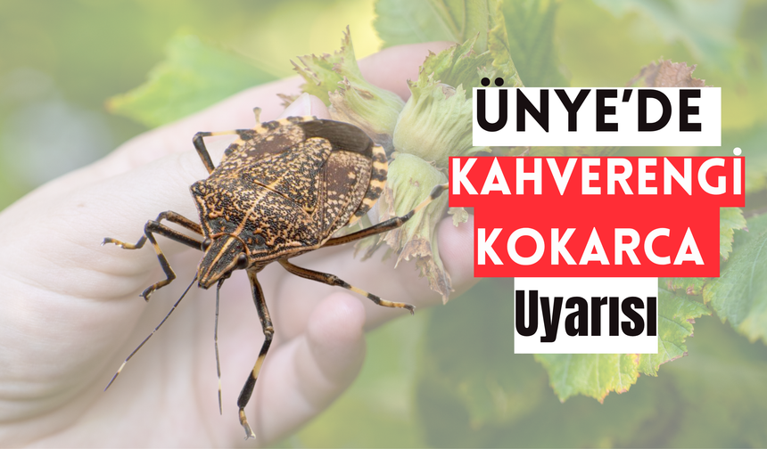 Ünye’de Kahverengi Kokarca Uyarısı: “Fındıkta Azaldı Diye Rehavete Kapılmayın”