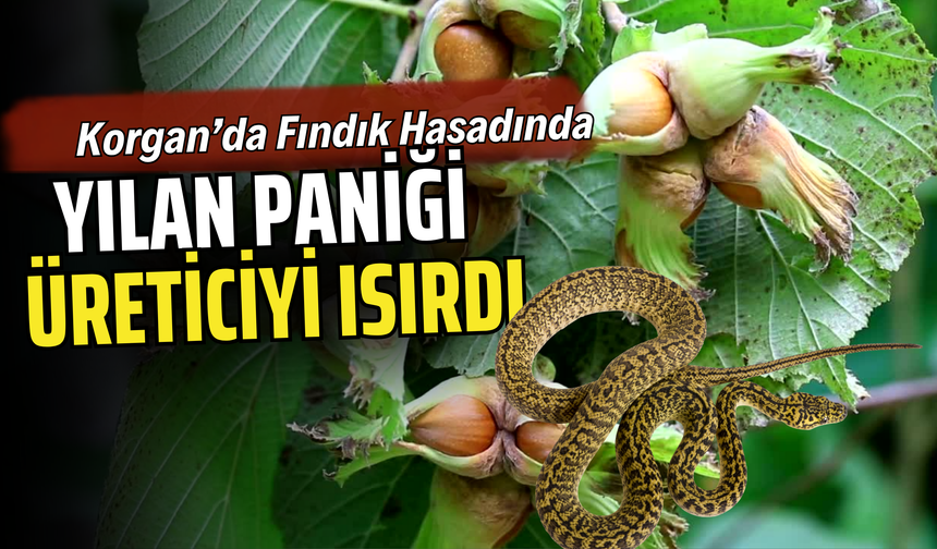 Korgan’da Fındık Hasadında Yılan Paniği: Üreticiyi Isırdı