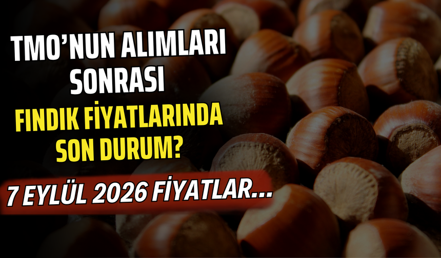 TMO’nun Alımları Sonrası Fındık Fiyatlarında Son Durum? 7 Eylül 2026 Fiyatlar…