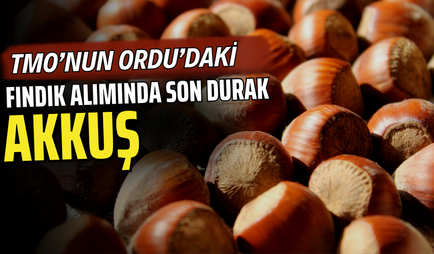 TMO’nun Ordu’daki Fındık Alımında Son Durak Akkuş