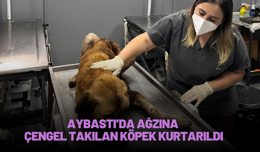 Aybastı’da Ağzına Çengel Takılan Köpek Kurtarıldı