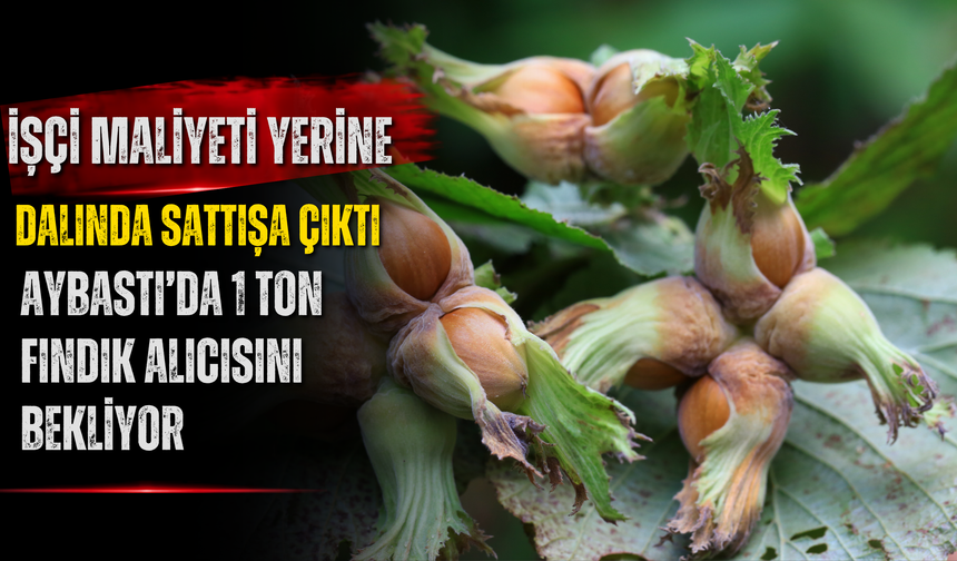 Aybastı’da 1 Ton Fındık Alıcısını Bekliyor