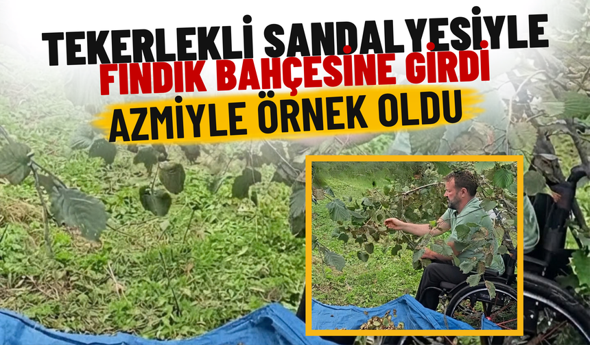 Tekerlekli Sandalyesiyle Fındık Bahçesine Girdi: Azmiyle Örnek Oldu